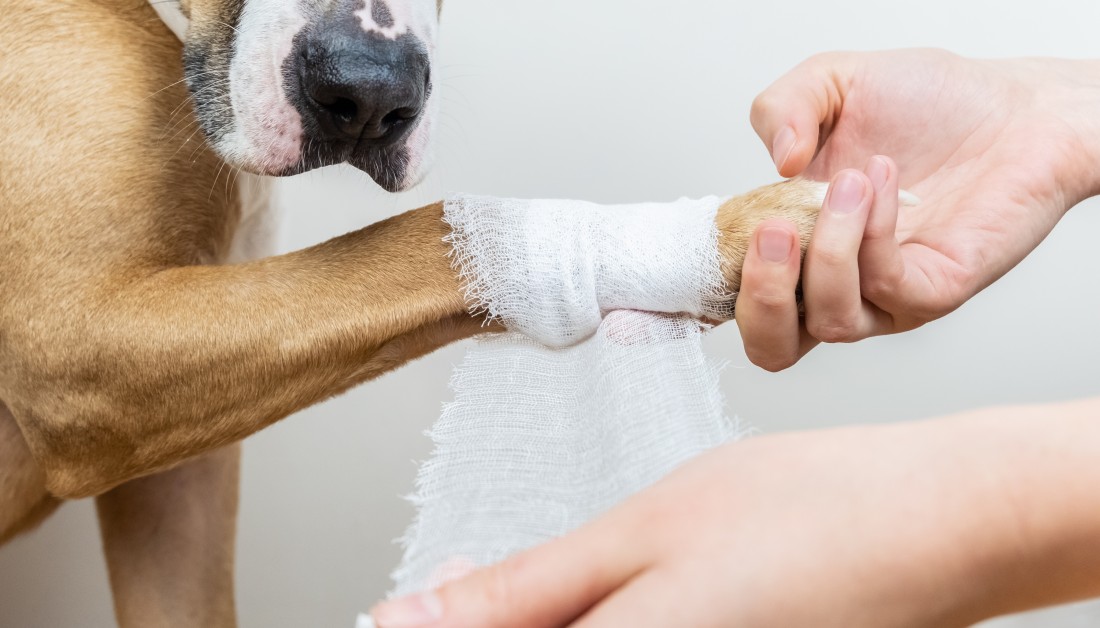 Pet Care Emergency? Here's What You Need to Know